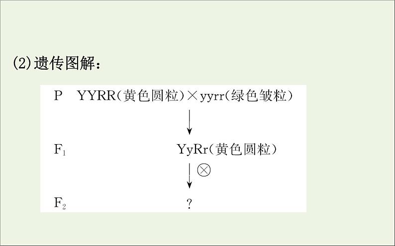 高中生物2020届高考生物一轮复习5.2孟德尔的豌豆杂交实验二课件第8页