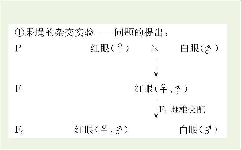 高中生物2020届高考生物一轮复习5.3基因在染色体上和伴性遗传课件第8页