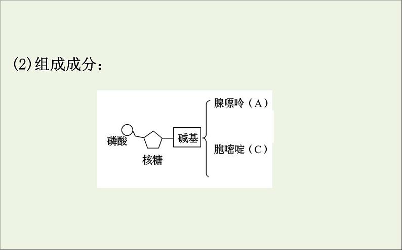 高中生物2020届高考生物一轮复习6.3基因的表达课件第5页