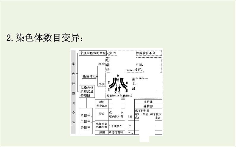 高中生物2020届高考生物一轮复习7.2染色体变异与生物育种课件第6页