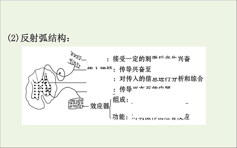 高中生物2020届高考生物一轮复习8.2通过神经系统的调节课件05