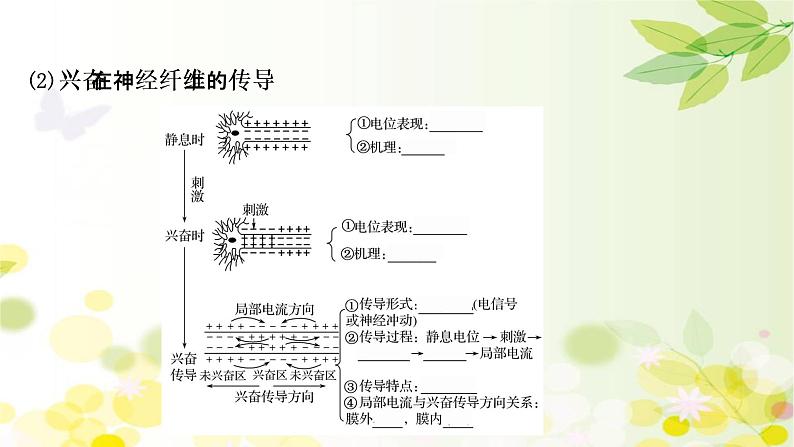 高中生物2022届新教材一轮复习人教版 第八单元 第2课 通过神经系统的调节 课件第7页