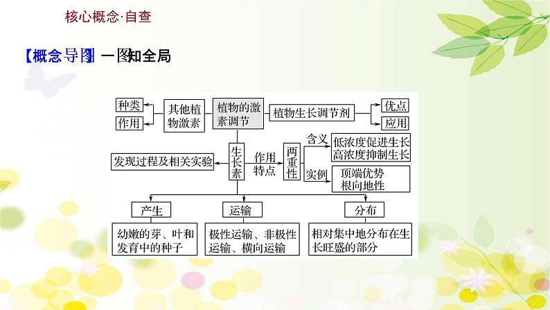 高中生物2022届新教材一轮复习人教版 第八单元 第5课 植物的激素调节 课件第3页