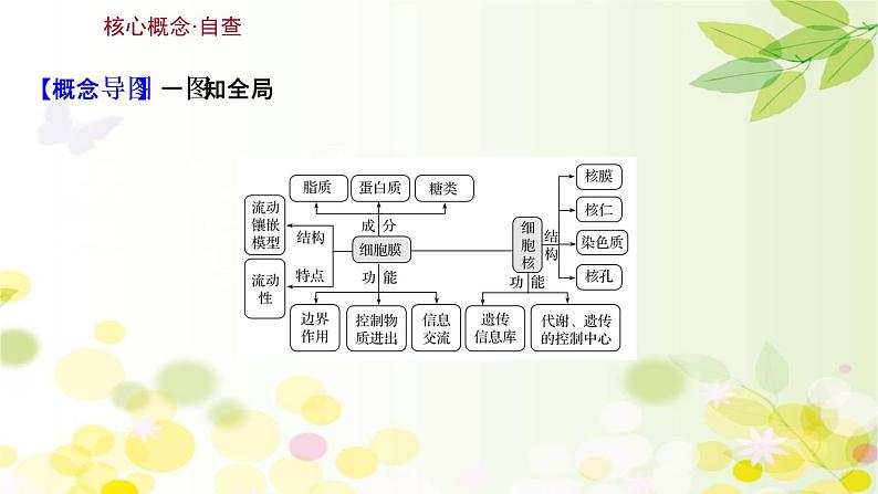 高中生物2022届新教材一轮复习人教版 第二单元 第1课 细胞膜和细胞核 课件03