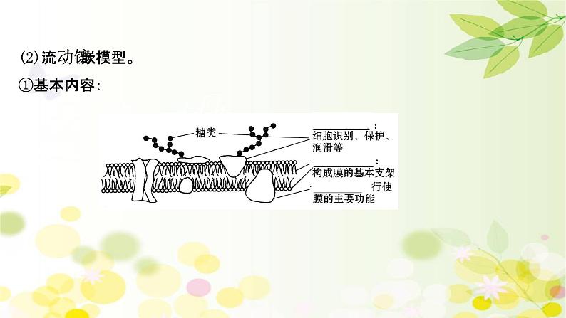 高中生物2022届新教材一轮复习人教版 第二单元 第1课 细胞膜和细胞核 课件07