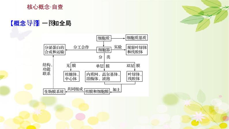 高中生物2022届新教材一轮复习人教版 第二单元 第2课 细胞器和生物膜系统 课件第3页