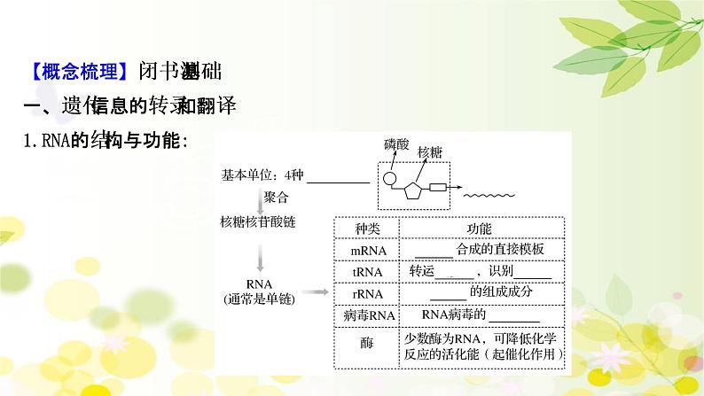 高中生物2022届新教材一轮复习人教版 第六单元 第3课 基因的表达 课件第4页