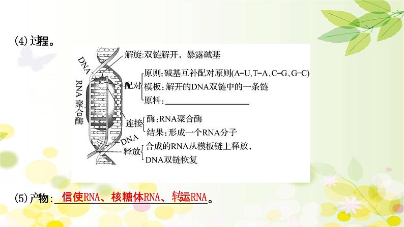 高中生物2022届新教材一轮复习人教版 第六单元 第3课 基因的表达 课件第6页