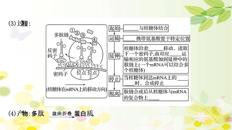 高中生物2022届新教材一轮复习人教版 第六单元 第3课 基因的表达 课件第8页