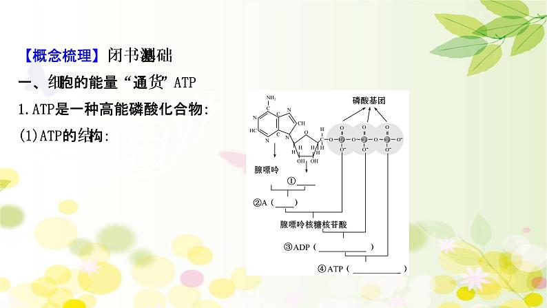 高中生物2022届新教材一轮复习人教版 第三单元 第1课 ATP和酶 课件第4页