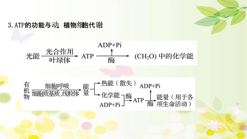 高中生物2022届新教材一轮复习人教版 第三单元 第1课 ATP和酶 课件第7页