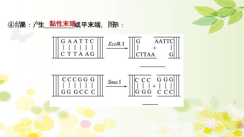 高中生物2022届新教材一轮复习人教版 第十单元 第4课 基 因 工 程 课件第6页