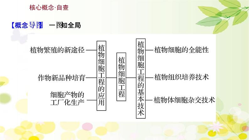 高中生物2022届新教材一轮复习人教版 第十单元 第5课 植物细胞工程 课件第3页