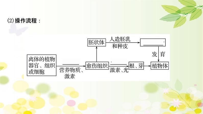 高中生物2022届新教材一轮复习人教版 第十单元 第5课 植物细胞工程 课件第8页