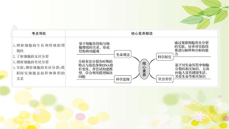 高中生物2022届新教材一轮复习人教版 第四单元 第1课 细胞的有丝分裂 课件第2页