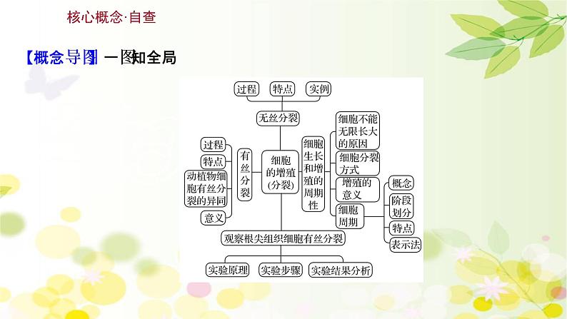 高中生物2022届新教材一轮复习人教版 第四单元 第1课 细胞的有丝分裂 课件第3页