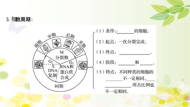 高中生物2022届新教材一轮复习人教版 第四单元 第1课 细胞的有丝分裂 课件第6页