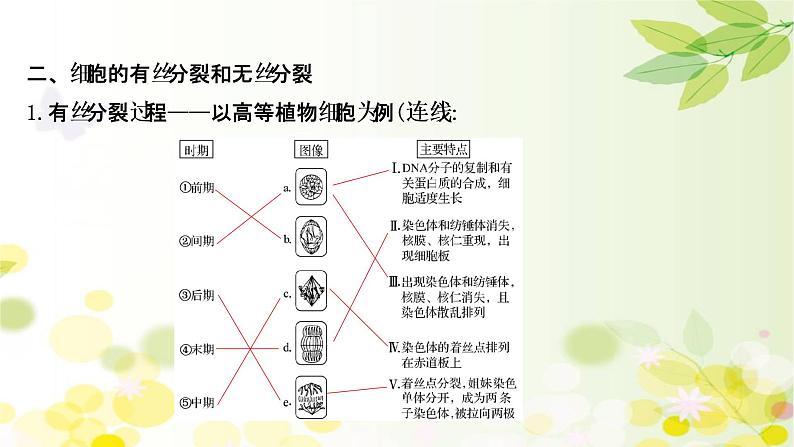 高中生物2022届新教材一轮复习人教版 第四单元 第1课 细胞的有丝分裂 课件第7页