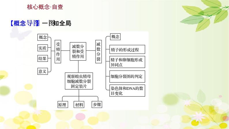 高中生物2022届新教材一轮复习人教版 第四单元 第2课 细胞的减数分裂和受精作用 课件第3页