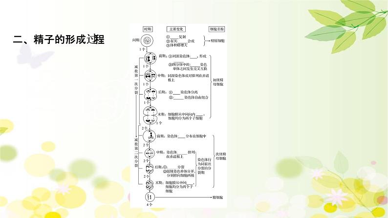 高中生物2022届新教材一轮复习人教版 第四单元 第2课 细胞的减数分裂和受精作用 课件第5页