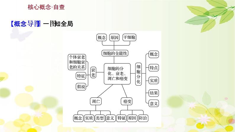 高中生物2022届新教材一轮复习人教版 第四单元 第3课 细胞的分化、衰老、凋亡和癌变 课件第3页