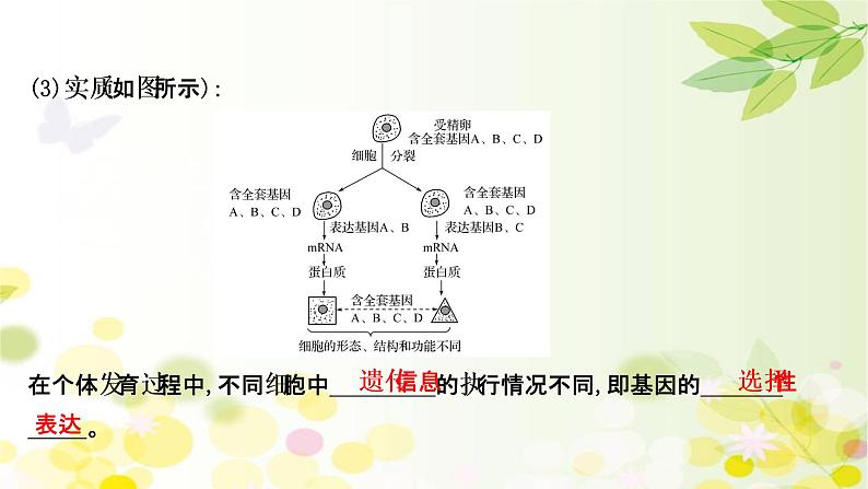 高中生物2022届新教材一轮复习人教版 第四单元 第3课 细胞的分化、衰老、凋亡和癌变 课件第6页