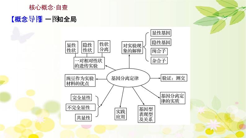 高中生物2022届新教材一轮复习人教版 第五单元 第1课 基因的分离定律 课课件PPT03