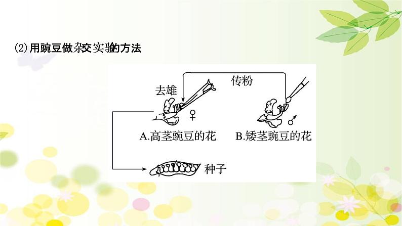 高中生物2022届新教材一轮复习人教版 第五单元 第1课 基因的分离定律 课课件PPT05