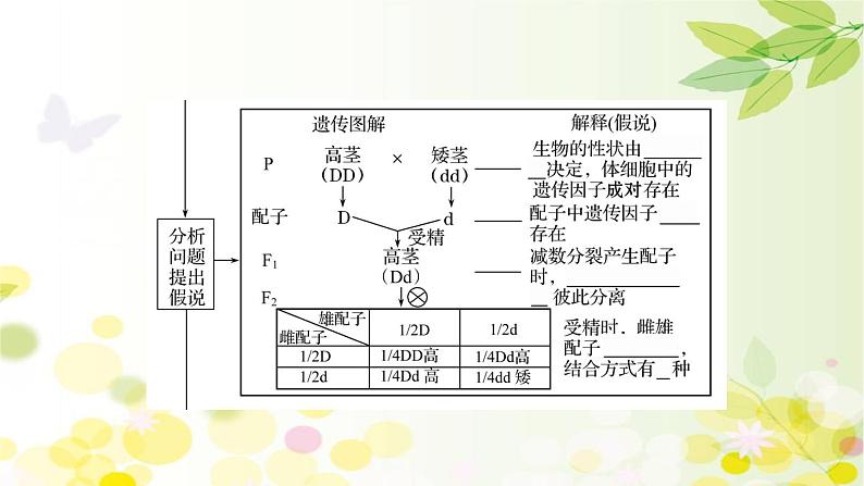 高中生物2022届新教材一轮复习人教版 第五单元 第1课 基因的分离定律 课课件PPT08