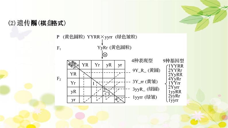 高中生物2022届新教材一轮复习人教版 第五单元 第2课 基因的自由组合定律 课件第8页