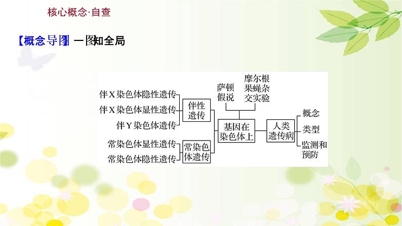 高中生物2022届新教材一轮复习人教版 第五单元 第3课 基因在染色体上、伴性遗传与人类遗传病 课件第3页