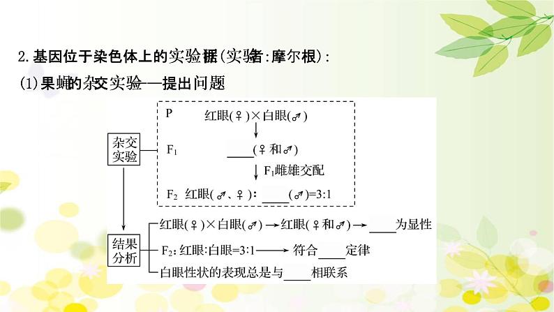 高中生物2022届新教材一轮复习人教版 第五单元 第3课 基因在染色体上、伴性遗传与人类遗传病 课件第6页