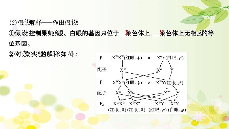 高中生物2022届新教材一轮复习人教版 第五单元 第3课 基因在染色体上、伴性遗传与人类遗传病 课件第7页