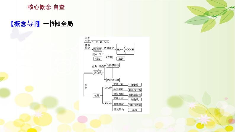 高中生物2022届新教材一轮复习人教版 第一单元 第3课 蛋白质和核酸 课件03