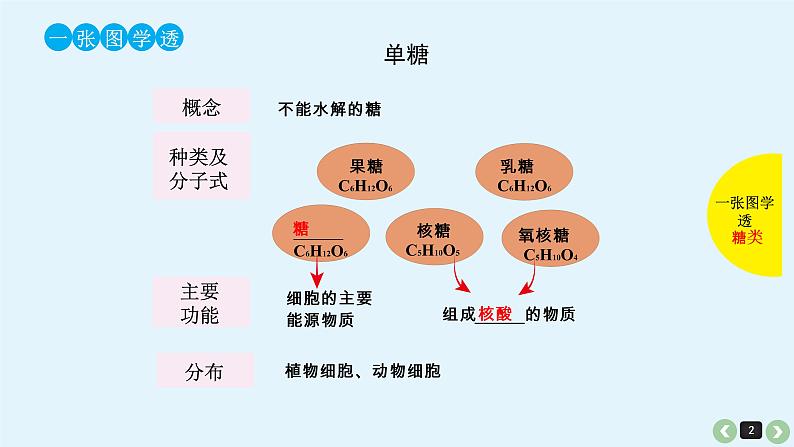 高中生物高考生物（全国版）一轮复习课件：第4课-细胞中的糖类和脂质第2页