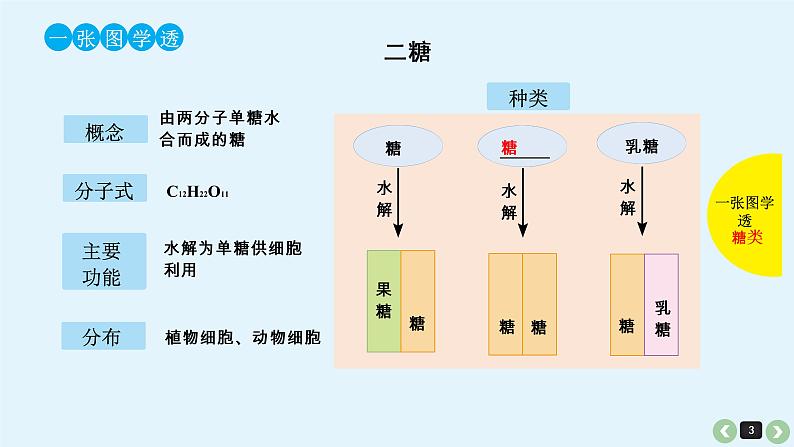 高中生物高考生物（全国版）一轮复习课件：第4课-细胞中的糖类和脂质第3页