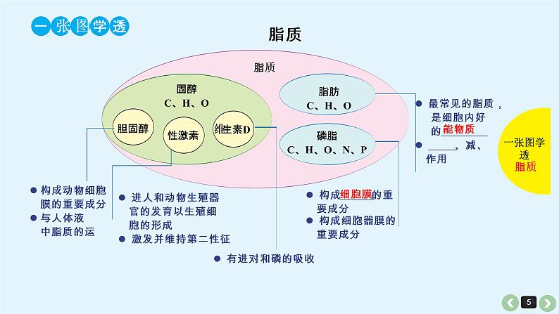 高中生物高考生物（全国版）一轮复习课件：第4课-细胞中的糖类和脂质第5页