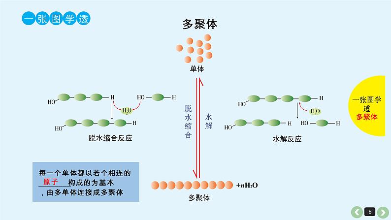 高中生物高考生物（全国版）一轮复习课件：第4课-细胞中的糖类和脂质第6页