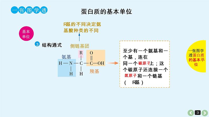 高中生物高考生物（全国版）一轮复习课件：第2课-蛋白质第3页