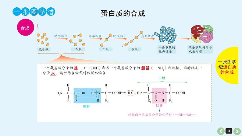 高中生物高考生物（全国版）一轮复习课件：第2课-蛋白质第4页