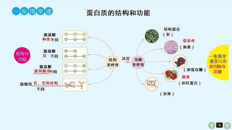 高中生物高考生物（全国版）一轮复习课件：第2课-蛋白质第5页