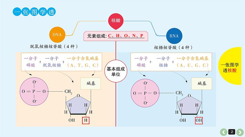 高中生物高考生物（全国版）一轮复习课件：第3课-核酸第2页