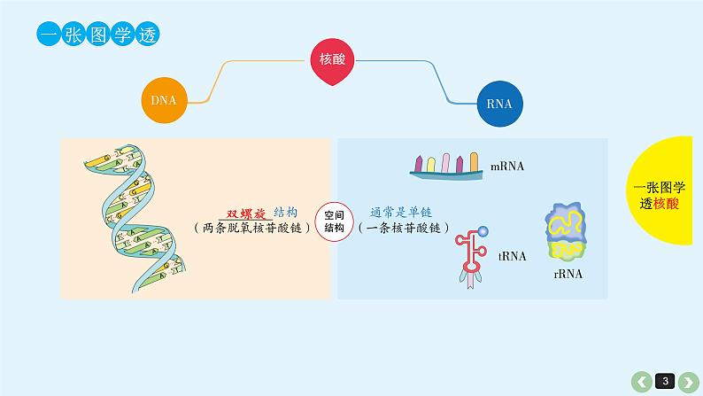 高中生物高考生物（全国版）一轮复习课件：第3课-核酸第3页