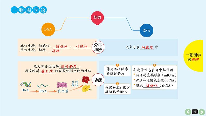 高中生物高考生物（全国版）一轮复习课件：第3课-核酸第4页