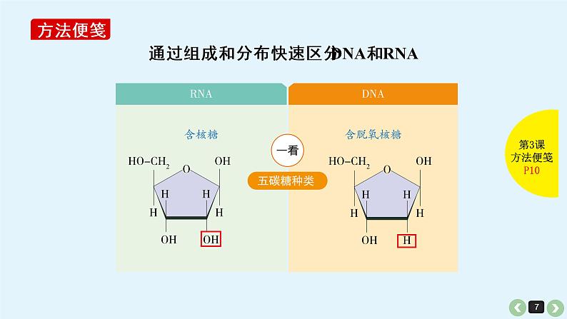 高中生物高考生物（全国版）一轮复习课件：第3课-核酸第7页