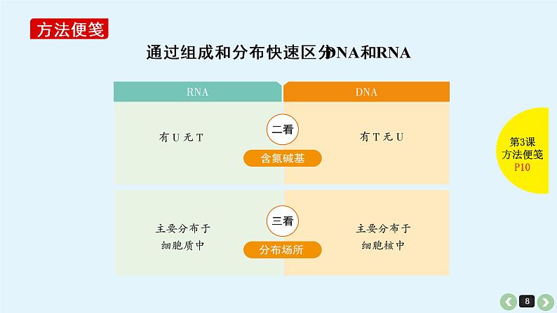 高中生物高考生物（全国版）一轮复习课件：第3课-核酸第8页