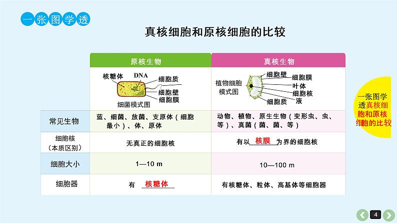 高中生物高考生物（全国版）一轮复习课件：第5课-细胞学说的建立、真核细胞和原核细胞的比较04