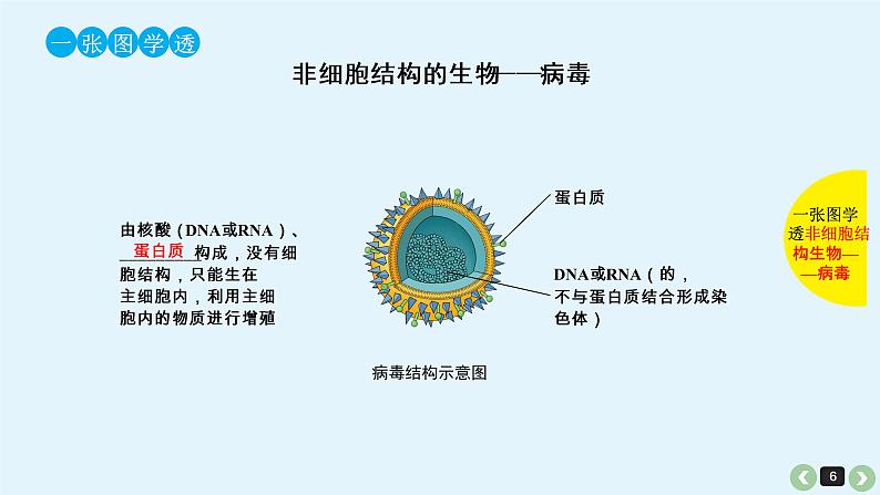 高中生物高考生物（全国版）一轮复习课件：第5课-细胞学说的建立、真核细胞和原核细胞的比较06