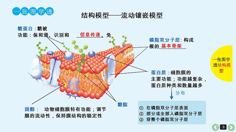 高中生物高考生物（全国版）一轮复习课件：第6课-细胞膜第3页