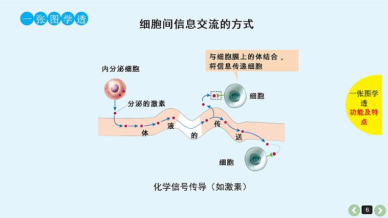 高中生物高考生物（全国版）一轮复习课件：第6课-细胞膜第6页